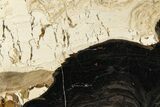 Polished Fossil Stromatolite (Columnacollenia) Slab - Crimea #363009-1